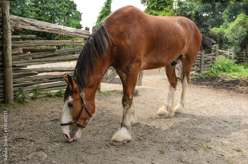 Photo: Horse in farmyard Horse in farmyard