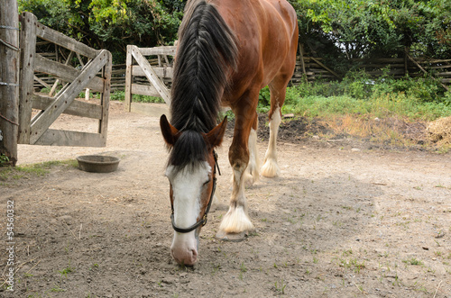 Photo: Horse in farmyard Horse in farmyard