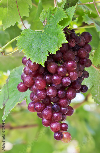 Photo: Bunch of colorful grapes hanging on the vine Bunch of colorful grapes hanging on the vine