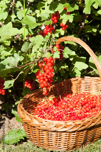 Photo: groseilles dans un panier groseilles dans un panier