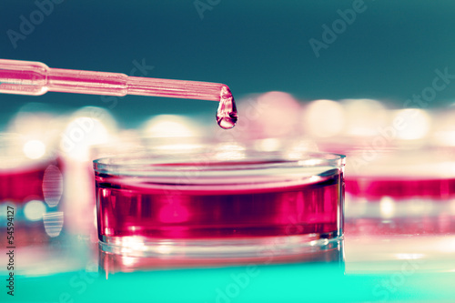 Photo: Pipette adding fluid to one of several test tubes Pipette adding fluid to one of several test tubes