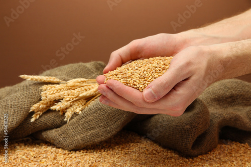 Photo: man hands with grain, on brown background man hands with grain, on brown background