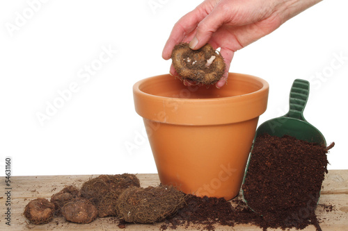 Photo: Hand planting a bulb Hand planting a bulb