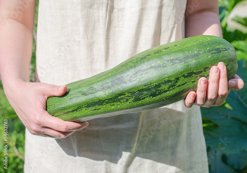 Photo: Female hands holding big marrow squash Female hands holding big marrow squash