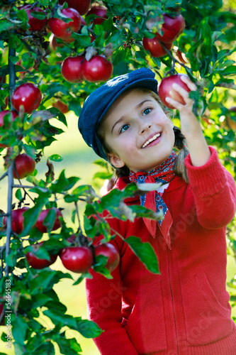 Photo: Apple orchard - cute girl picking ripe apples Apple orchard - cute girl picking ripe apples