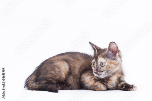 Photo: relax cat relax cat