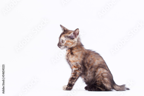 Photo: baby cat baby cat