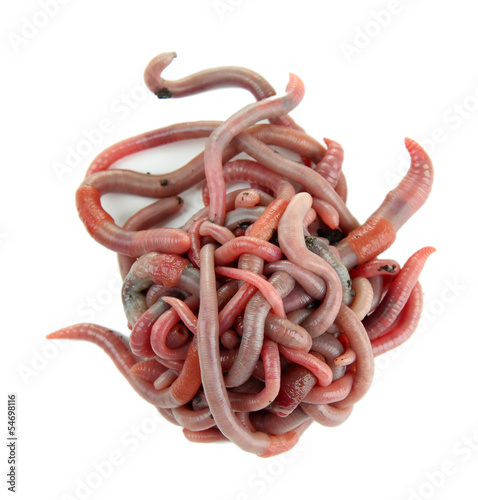 Photo: Worms isolated on white Worms isolated on white