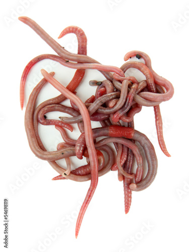 Photo: Worms isolated on white Worms isolated on white