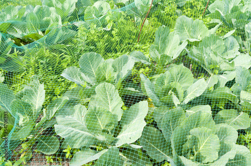 Photo: White cabbage in the organic vegetable garden. White cabbage in the organic vegetable garden.