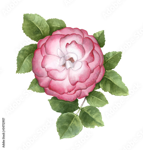 Illustration: Watercolor illustration of dog rose flower Watercolor illustration of dog rose flower