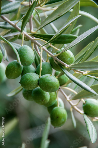 Photo: Olives in his tree Olives in his tree