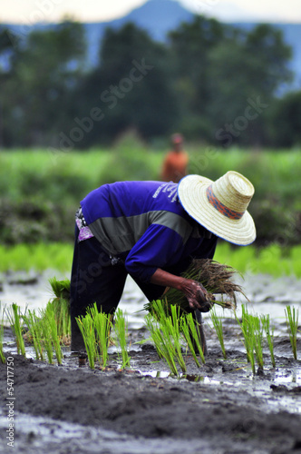 Photo: Thai farmer Thai farmer