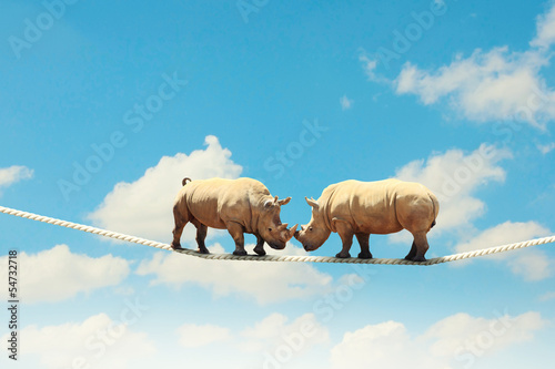 Photo: Two rhino walking on rope Two rhino walking on rope