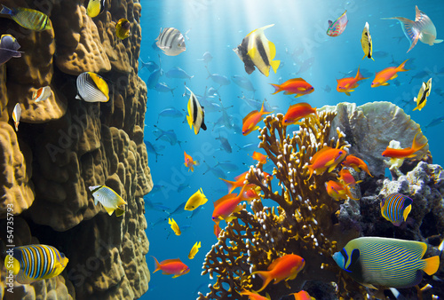 Photo: Coral and fish Coral and fish