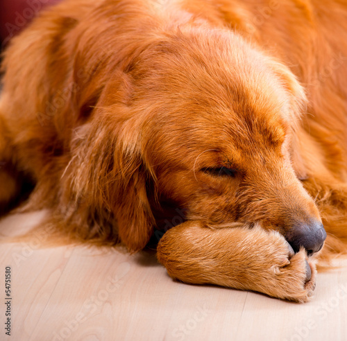 Photo: Tired dog Tired dog