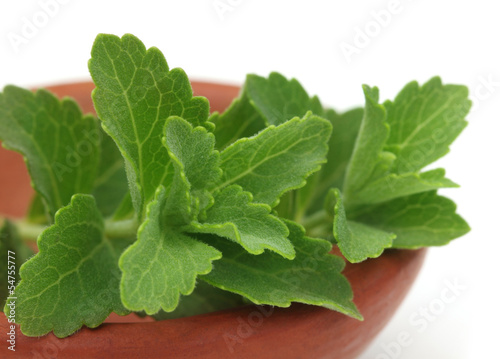 Photo: Stevia – A substitute of sugar on a brown pot Stevia – A substitute of sugar on a brown pot