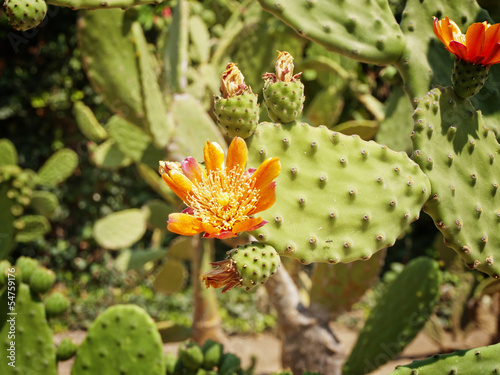 Photo: Cactus Blossom Cactus Blossom