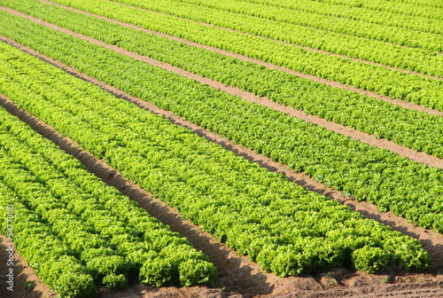 Photo: Salad field on a farm in Italy in summer Salad field on a farm in Italy in summer