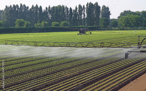 Photo: automatic irrigation system for a field of green salad automatic irrigation system for a field of green salad