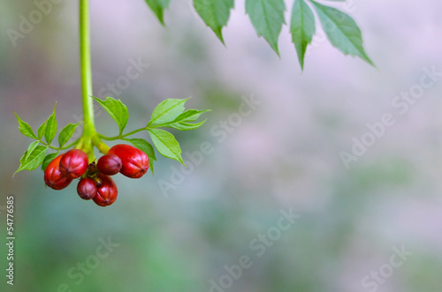 Photo: red tecoma red tecoma