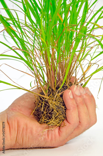 Photo: Hand und Pflanze Hand und Pflanze