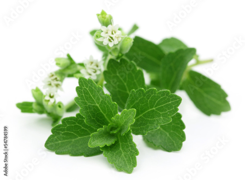 Photo: Stevia – A substitute of sugar with flower Stevia – A substitute of sugar with flower