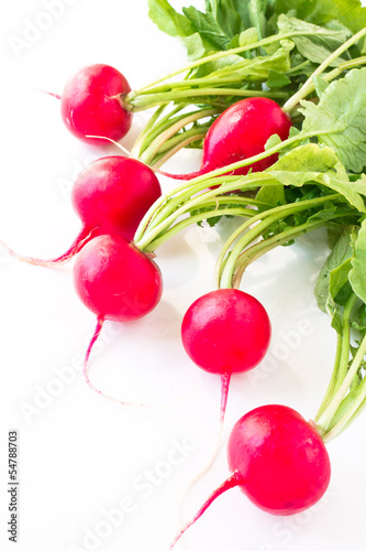 Photo: Fresh spring radish Fresh spring radish