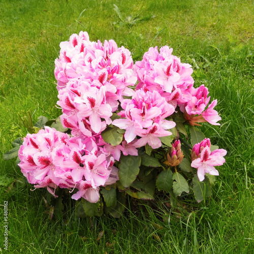Photo: Rhododendron Rhododendron