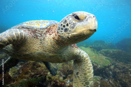 Photo: Sea turtle relaxing underwater in tropical ocean lagoon Sea turtle relaxing underwater in tropical ocean lagoon