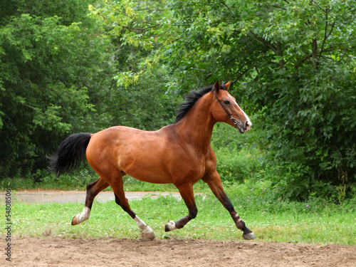 Photo: Beautiful sorrel horse walks in corral Beautiful sorrel horse walks in corral