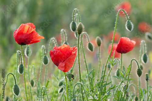 Photo: poppy field poppy field