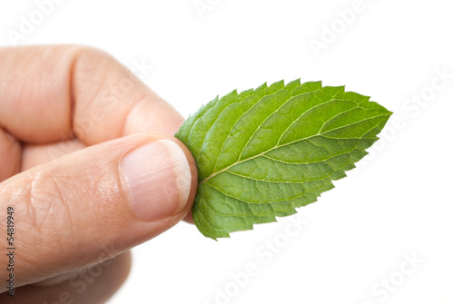 Photo: Male hand holding a green mint leaf Male hand holding a green mint leaf