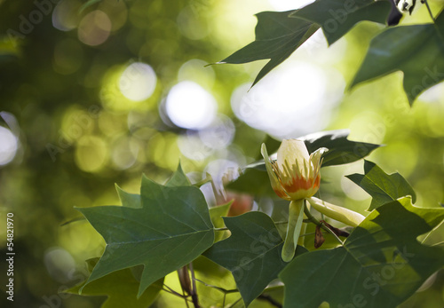 Photo: Tulip tree Tulip tree