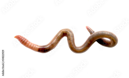 Photo: Close up of earthworm Close up of earthworm