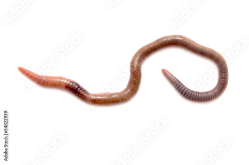 Photo: Close up of earthworm Close up of earthworm