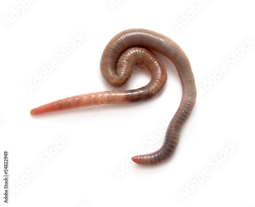 Photo: Close up of earthworm Close up of earthworm
