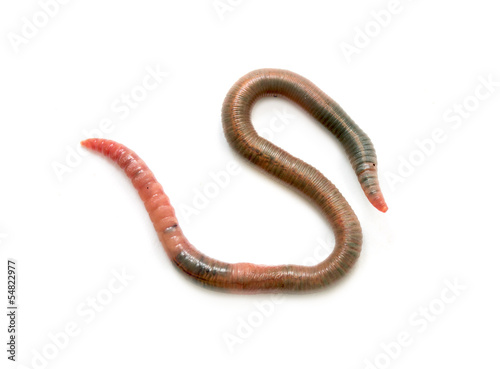 Photo: Close up of earthworm Close up of earthworm