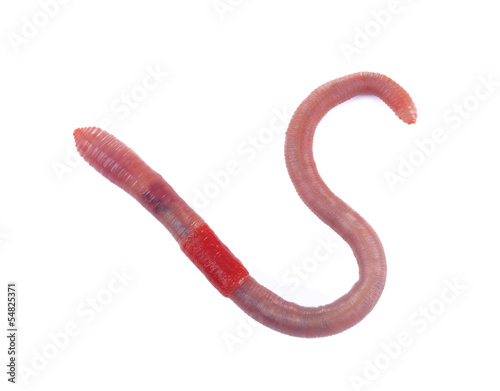 Photo: Worm isolated on white Worm isolated on white