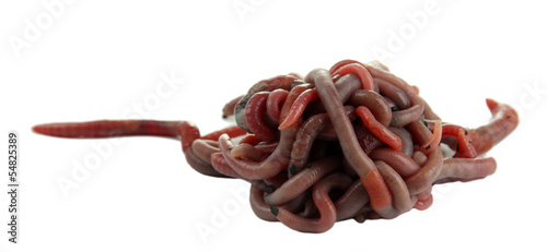 Photo: Worms isolated on white Worms isolated on white
