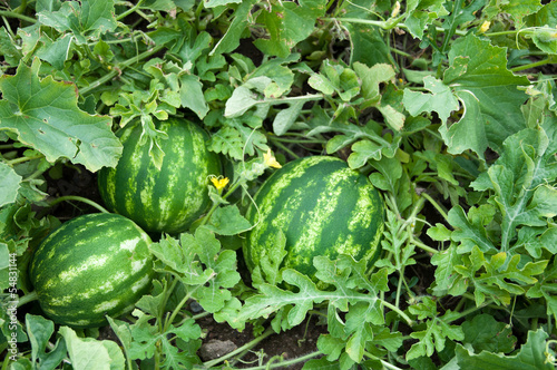 Photo: Watermelon Watermelon