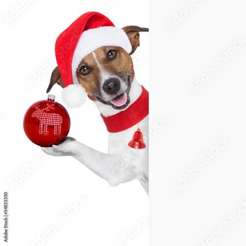 Photo: hello goodbye christmas dog hello goodbye christmas dog
