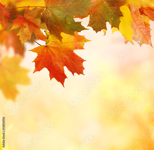 Photo: autumn background autumn background