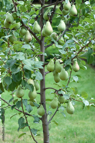 Photo: Pear tree Pear tree