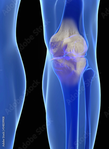 Illustration: Human knee anatomy Human knee anatomy