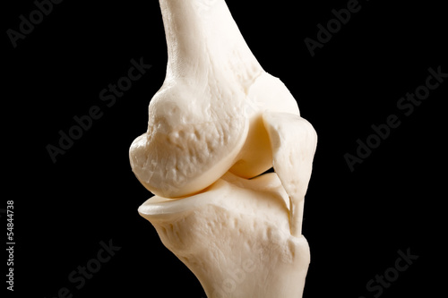 Photo: anatomy of human knee joint anatomy of human knee joint