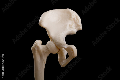 Photo: anatomy of human hip joint and pelvis anatomy of human hip joint and pelvis
