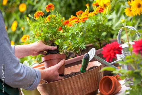 Photo: Flower garden Flower garden