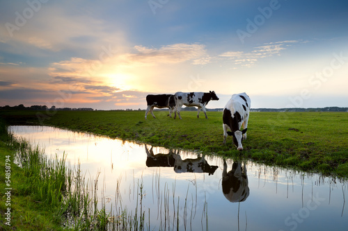 Photo: cows grazing on pasture at sunset cows grazing on pasture at sunset