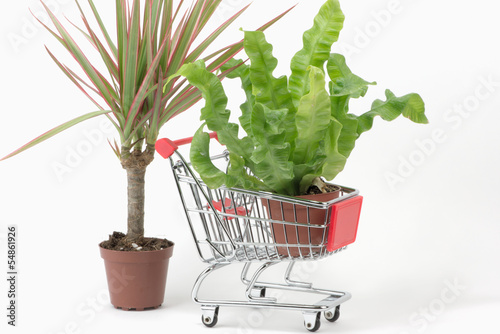 Photo: Pflanzen-Shopping Pflanzen-Shopping